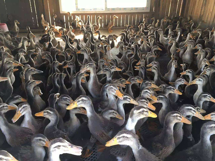 鸭圈去除鸭粪尿臭味用什么药好