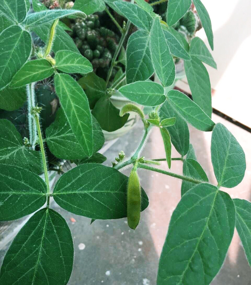 阳台上也可以种毛豆