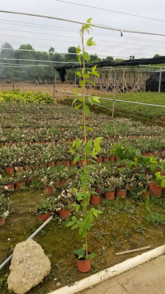 907供应 使君子 1-2米高 小盆苗 爬藤植物 基地直销