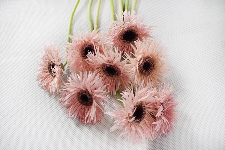 【拉丝佛朗20支】昆明鲜花批发 插花植物佛朗鲜切花 呈贡基地直供