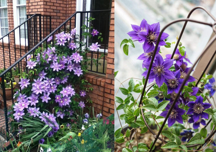 铁线莲苗重瓣爬藤植物阳台盆栽花卉庭院藤本花苗攀爬大河铁线莲
