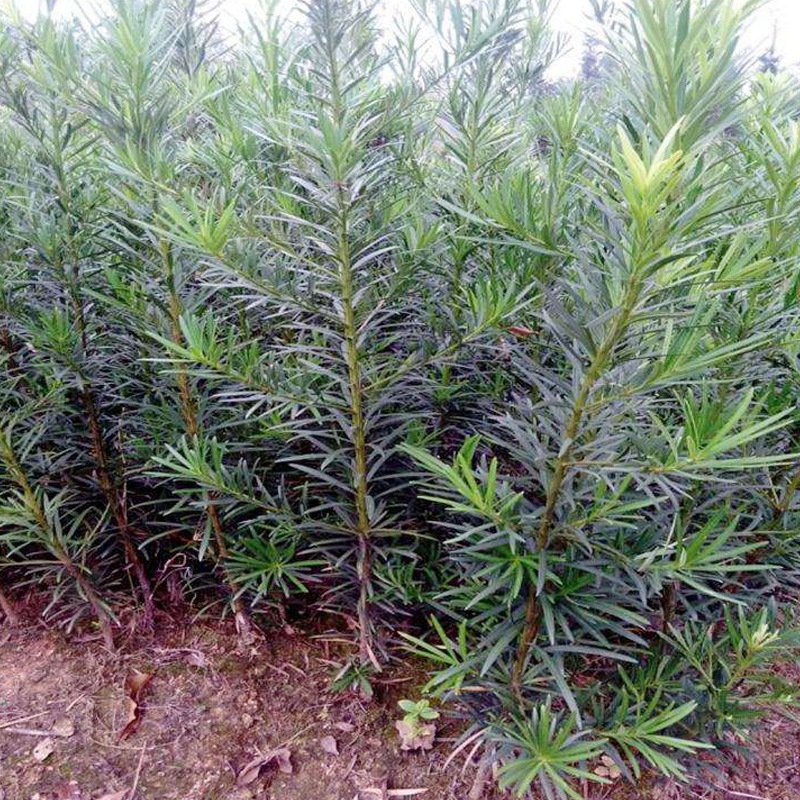 基地直供罗汉松苗木 风景树苗庭院园林造型罗汉松 多种苗木批发