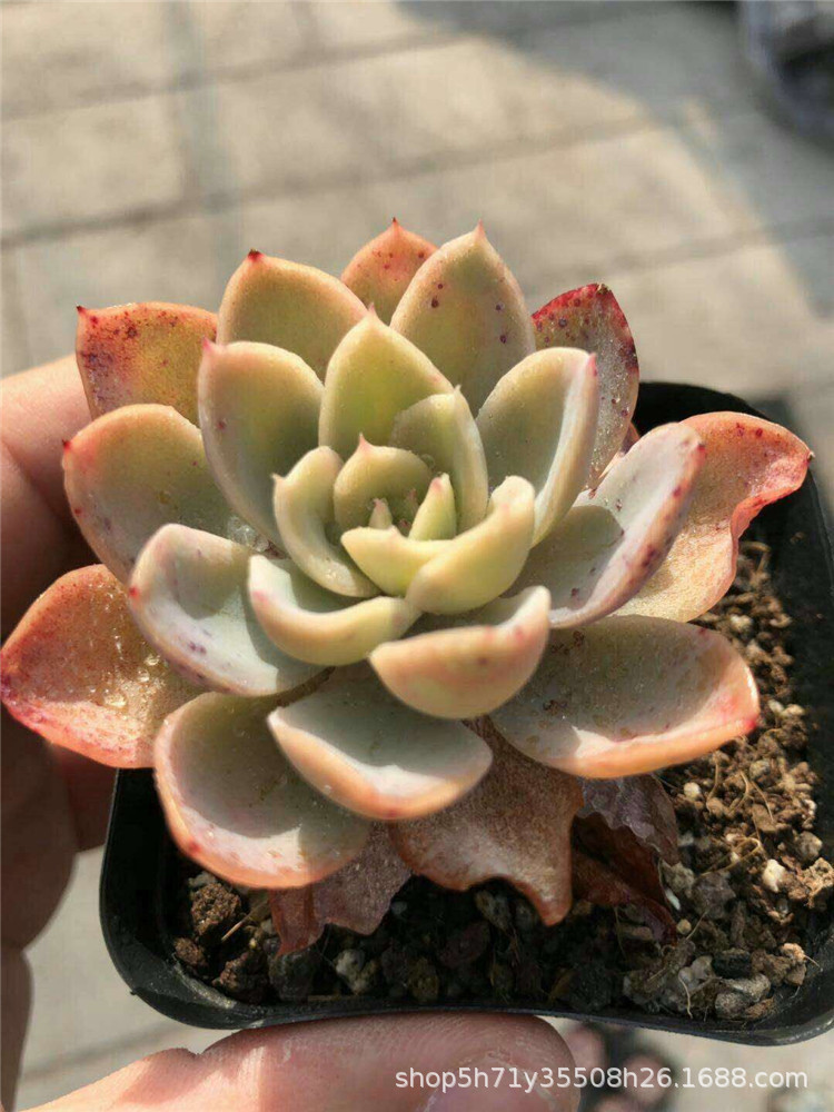 859大棚批发多肉盆栽品种 粉色贝拉单头多肉植物裸根发限量