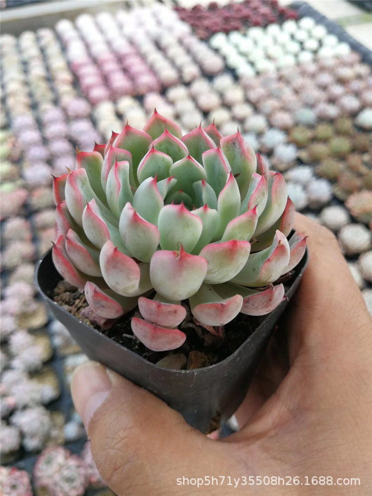 668特价山东大棚多肉植物批发 韧爪单双头6cm多肉品种品相实拍发