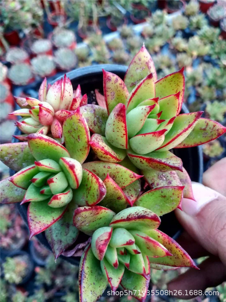 0058基地批发多肉植物品种 黄金雨群冠幅7cm多肉群生品种裸根发