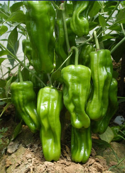 苏椒su pepper 早熟 抗病 果大 丰产
