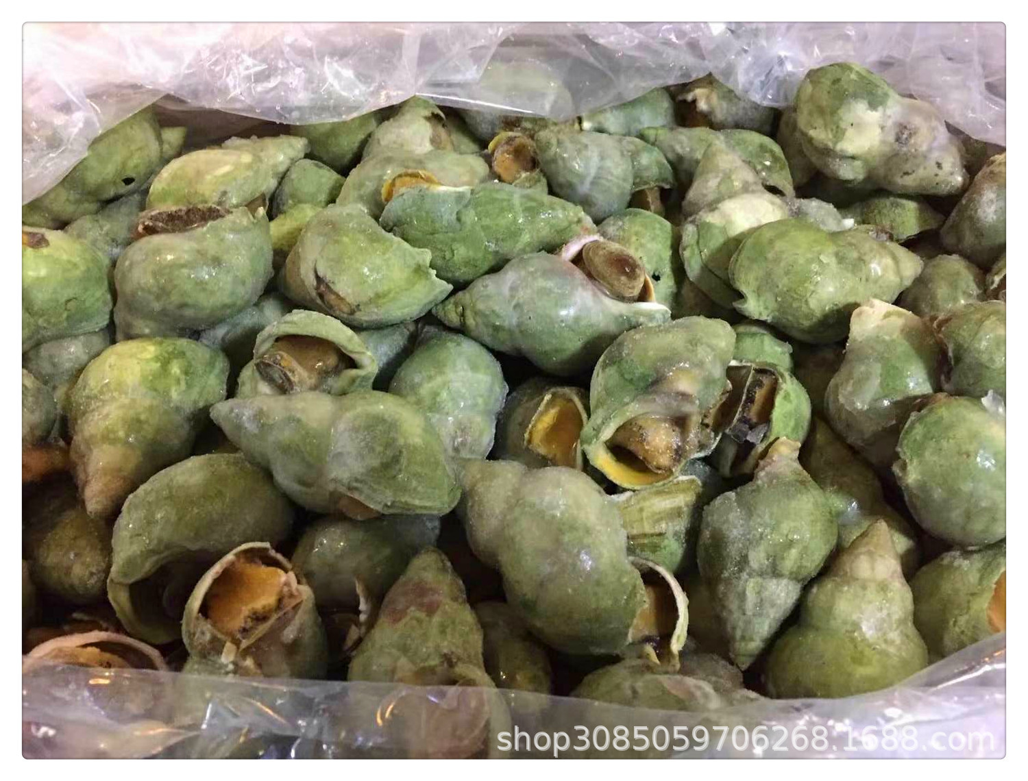 【加拿大翡翠螺】酒店自助餐食材刺身海鲜冰镇翡翠螺批发烤烧