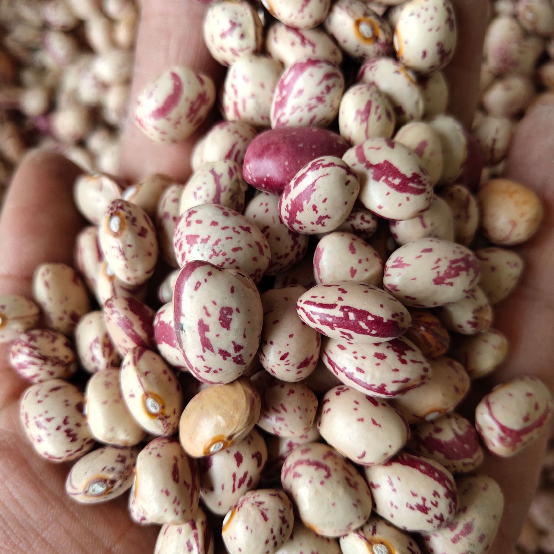 现货供应奶花豆 云南奶花  菊花豆芸豆五谷杂粮花芸豆袋装25kg