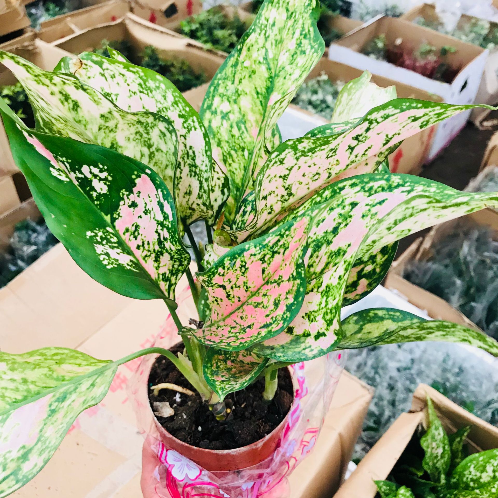 四季彩色观叶小盆栽如意皇后 室内客厅好养绿植 可水养土培绿植