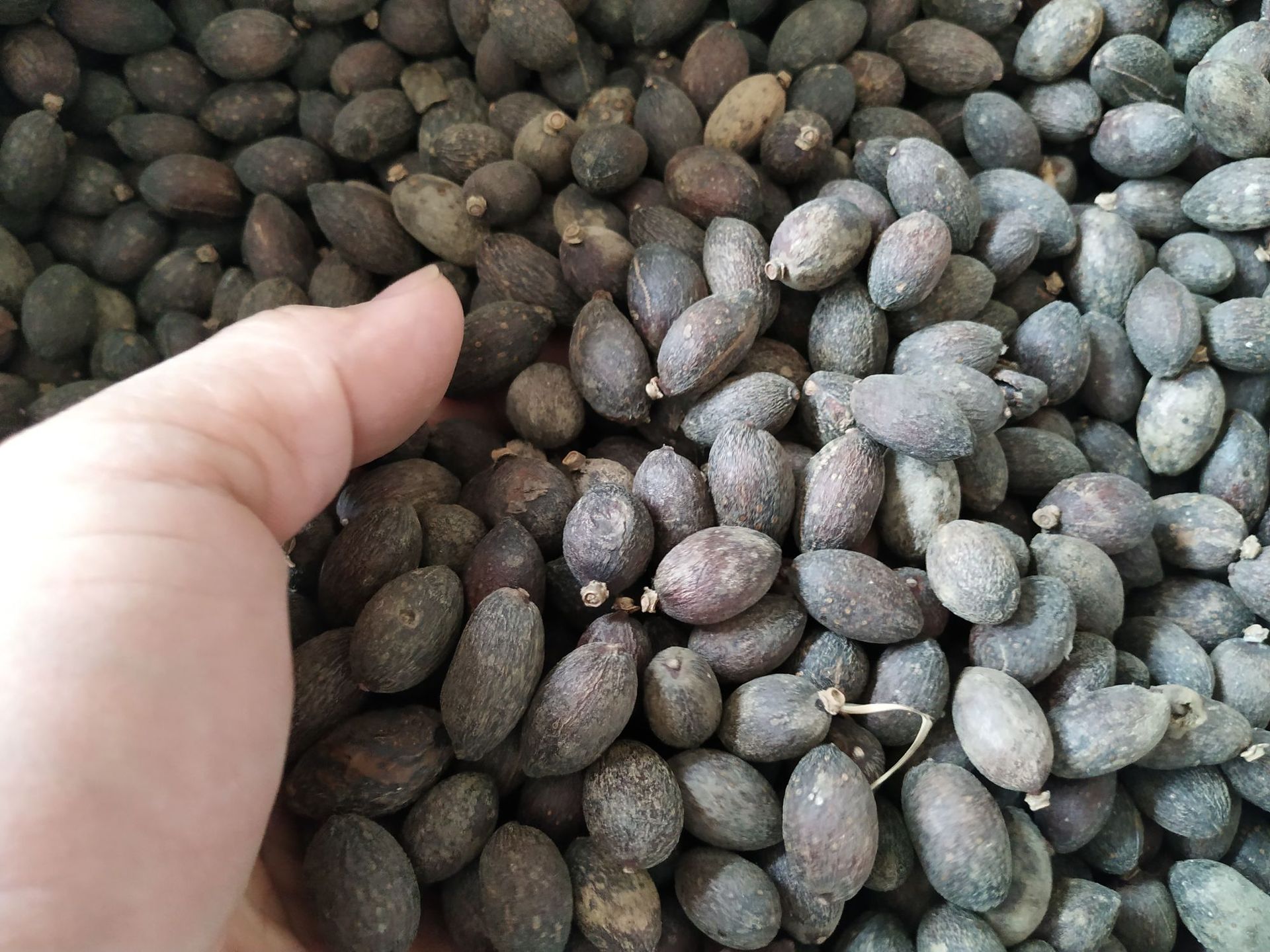 葵树子 蒲葵子 葵树籽 中药材 葵扇子批发量大从优