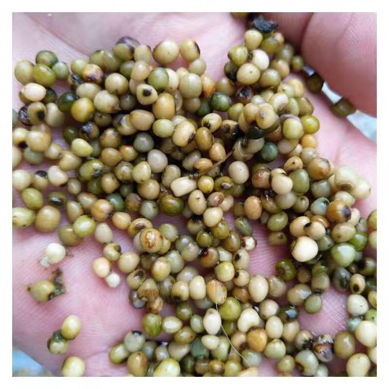 云南滇黄精种子鸡头黄精种子姜黄精种子成孰好颗粒饱满发芽率高