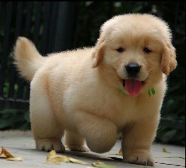 厂家出售幼犬小金毛 活体金毛犬 家庭养殖教技术