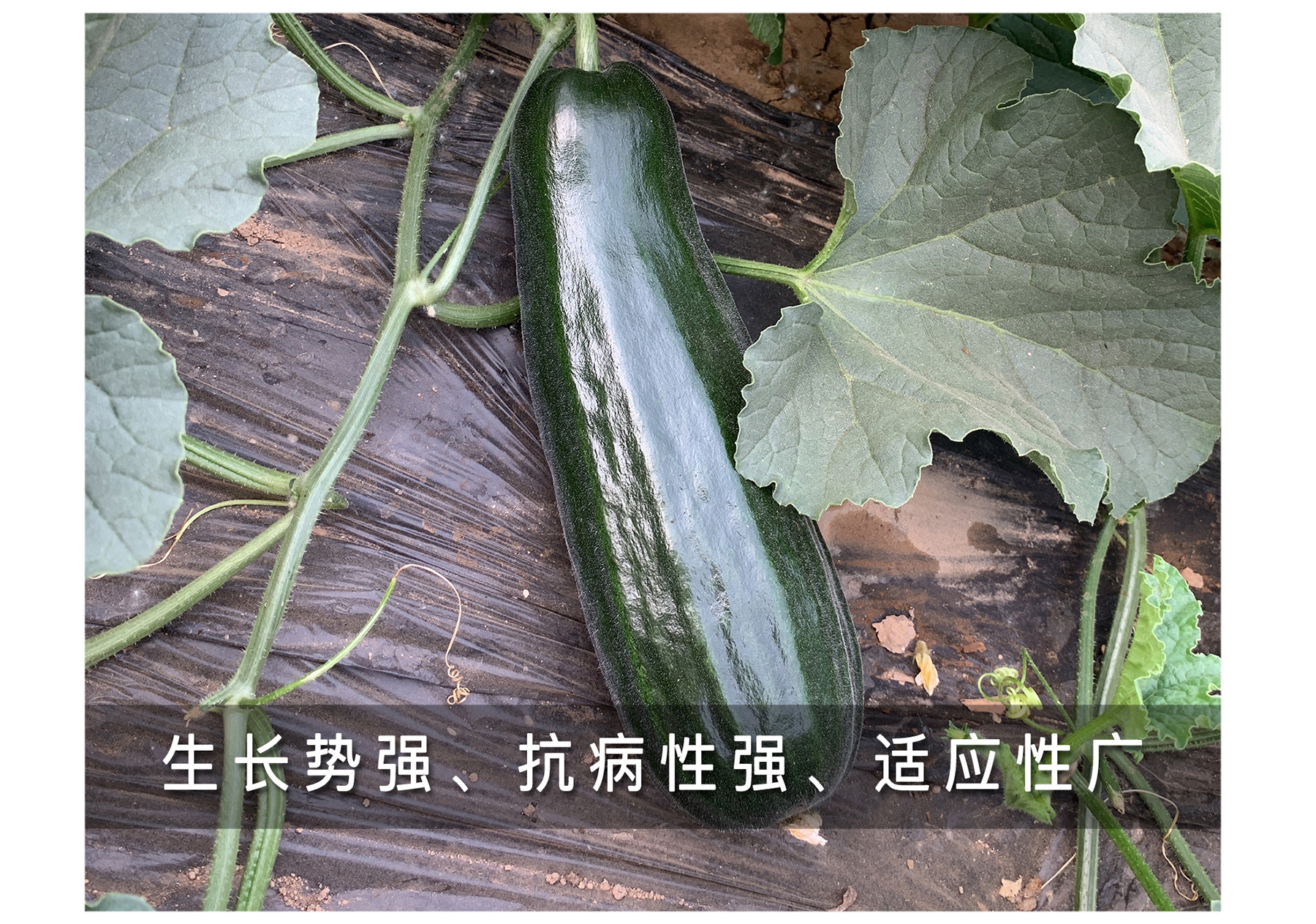 中科茂华黑皮酥菜瓜种子纯黑带棱易种植可大面积种植