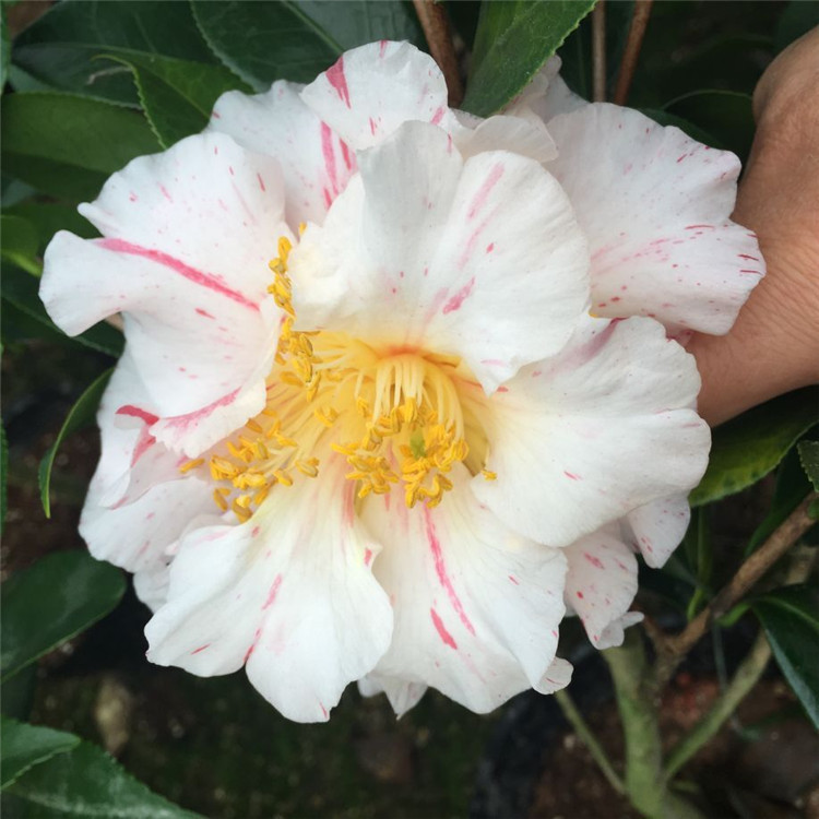 盆栽清场地特价茶花 五色香太阳茶花 多色系160杯三四十公分高