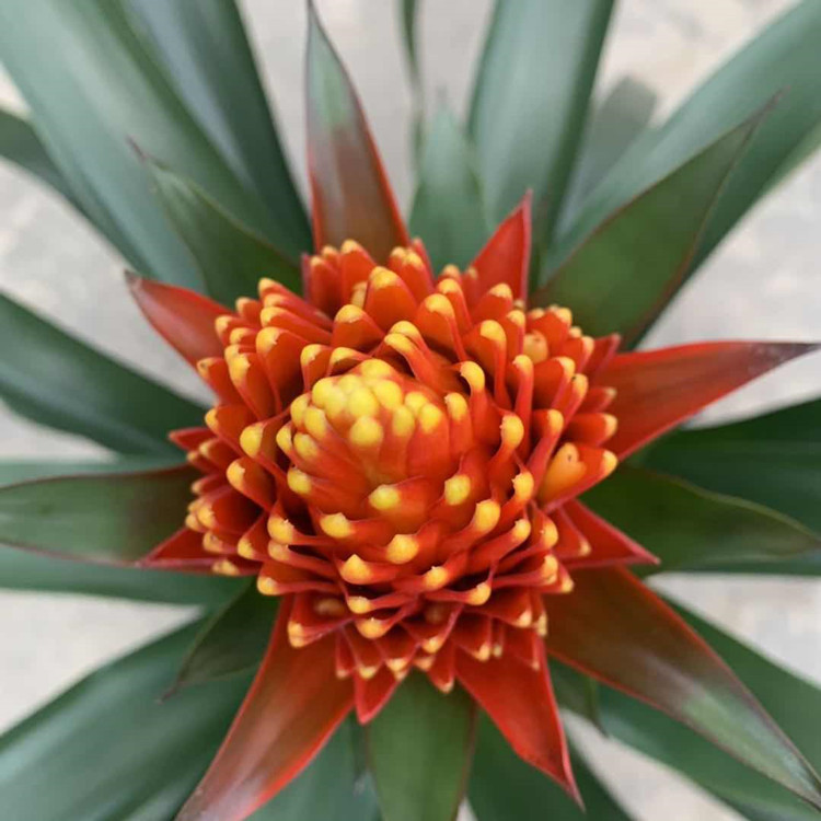 基地直销 火炬花140盆栽室内桌面装饰植物火炬花盆栽绿植绿化植物