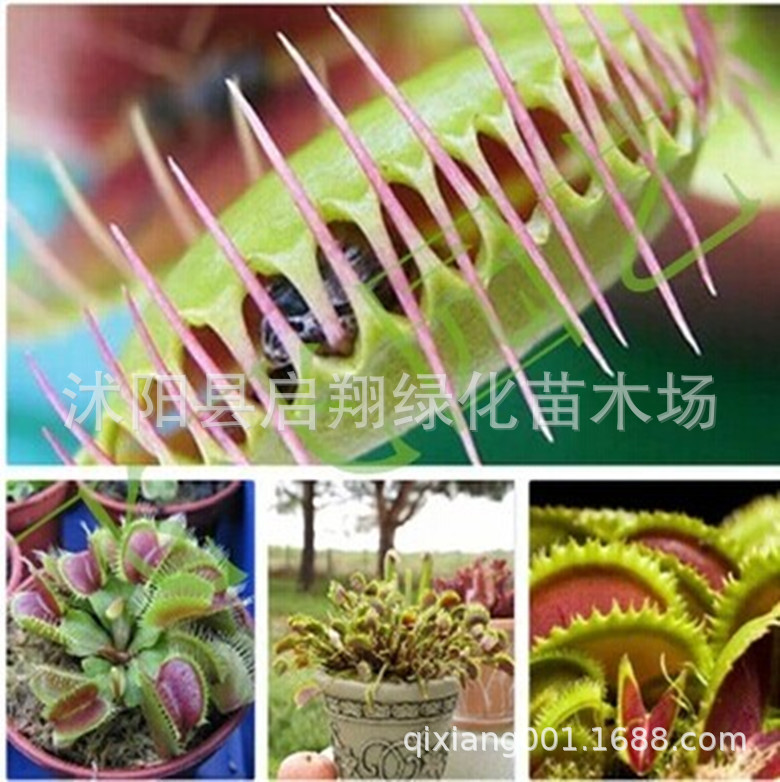 盆栽花卉植物种子 食虫草 捕蝇草种子 驱蚊植物种子 夏季除虫草