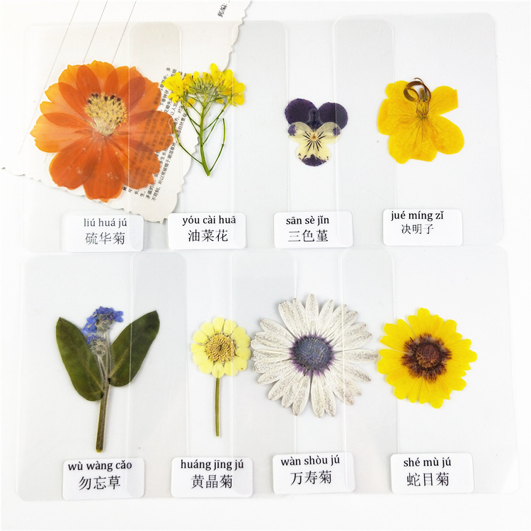 过塑干花叶片塑封植物标本过塑真树叶贴画认识花朵真树叶花草书签