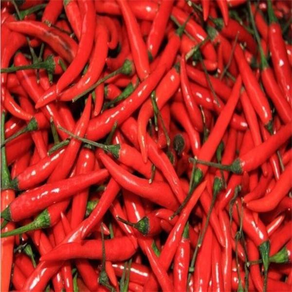 新鲜红辣椒美人椒红辣椒小辣椒剁椒辣辣椒5斤非小米椒朝天椒