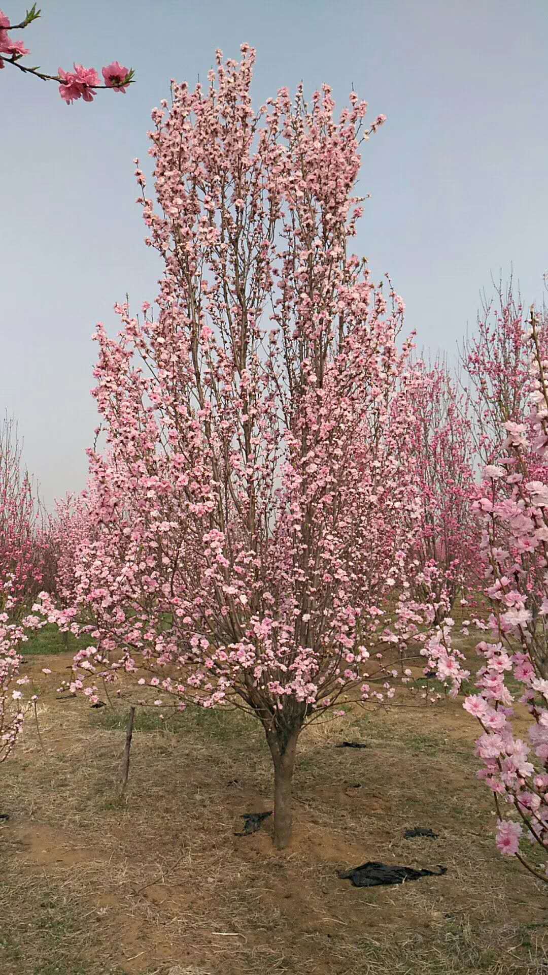我们这里培育观赏桃花苗木,欢迎大家惠顾!