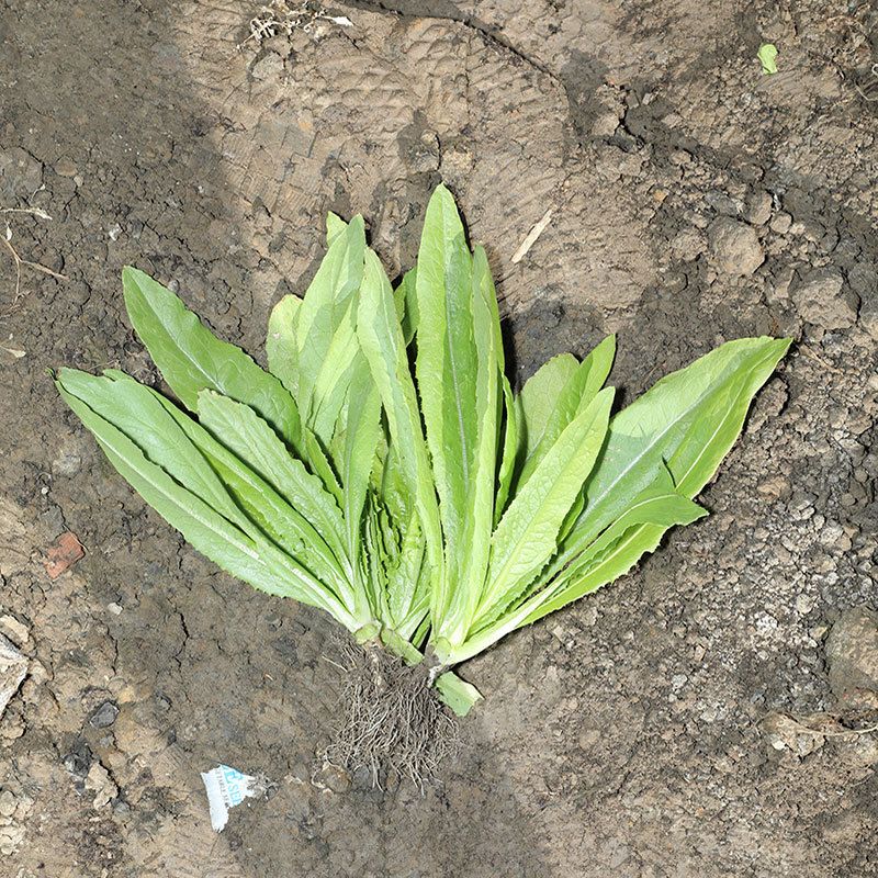 大棵型油麦菜种子美满香麦菜菜籽四季种籽蔬菜孑农家菜种阳台籽种