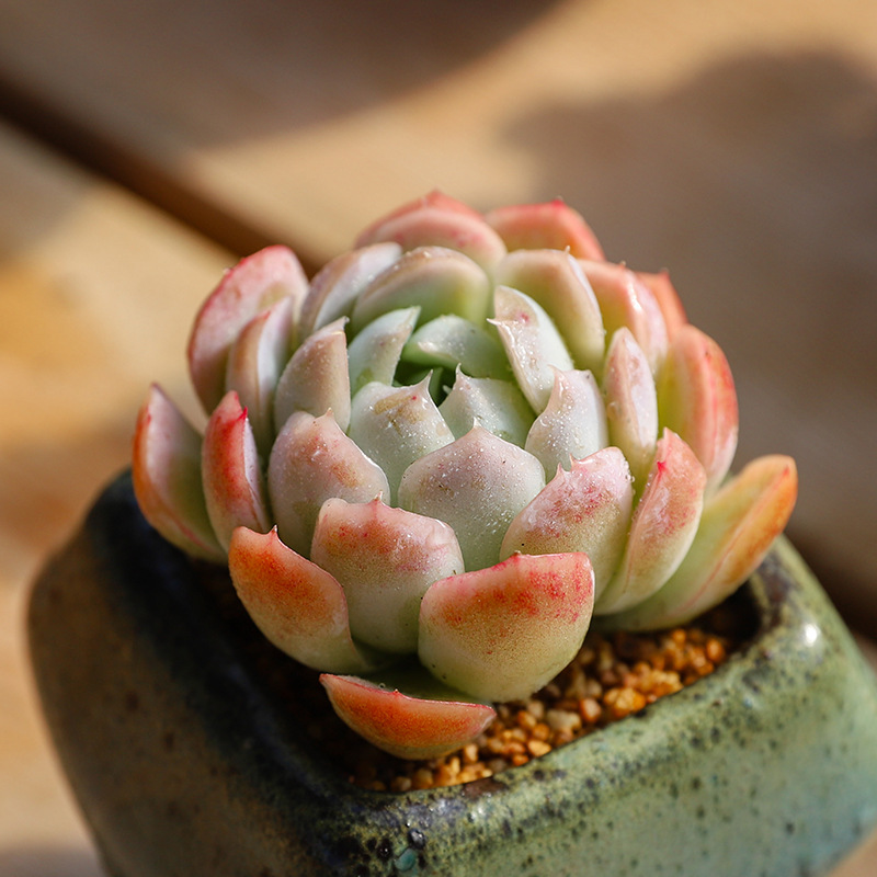 双子贝瑞 奶贝多肉植物新手多肉萌肉肉组合盆栽办公室内花卉