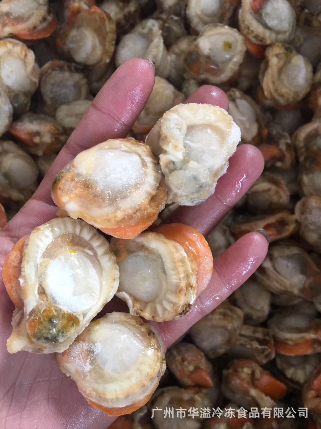 冷冻扇贝肉 裙边贝肉 20斤/箱 捞汁扇贝肉 速冻海鲜贝壳肉-阿里巴巴
