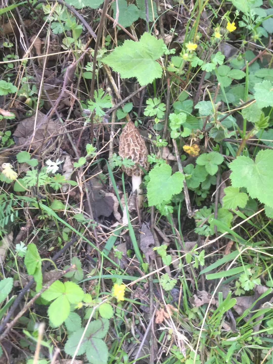 100%野生羊肚菌干货 带柄选货 非种植 云南野生 农户一手货源