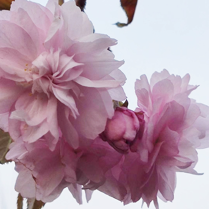 山东菊枝垂樱花小苗产地直供多规格1-10公分菊枝垂的价格行情报价