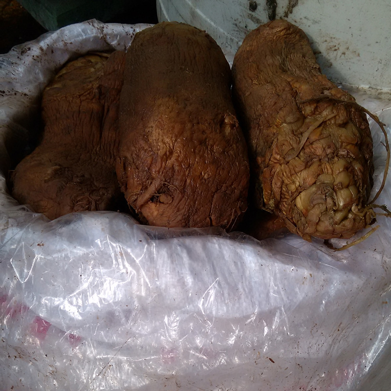 风干大头25kg咸菜四川大头菜干疙瘩菜农家菜酱腌菜批发