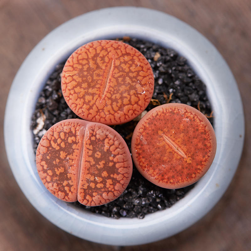 日轮玉生石花多肉植物超萌肉肉屁股花pp花办公室小盆栽