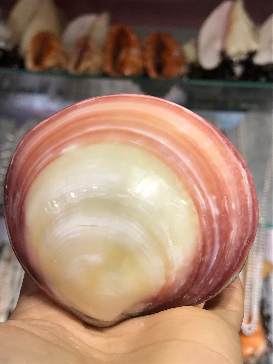 11-12厘米花纹漂亮小六角贝 水字螺 鱼缸造景 地中海天然贝壳海螺