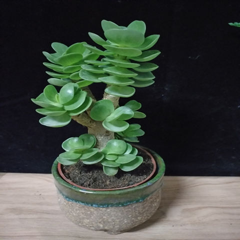 多肉植物多肉金钱木大老桩【金钱木老桩 陶瓷花盆 营养土】