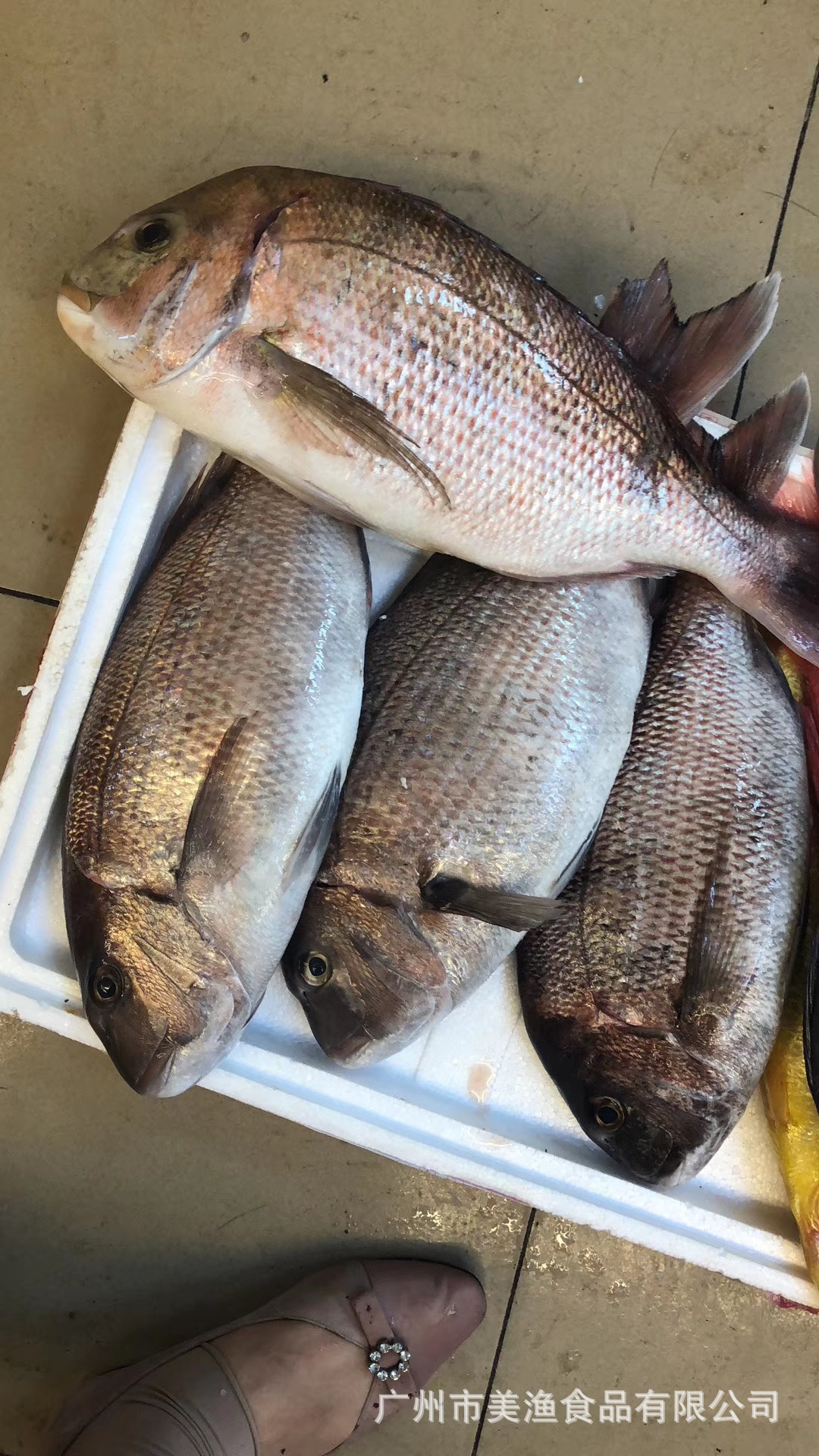 飞机货 加吉鱼冰鲜 真鲷刺身 铜盆鱼约2-4斤条深海水产新鲜红鲷鱼