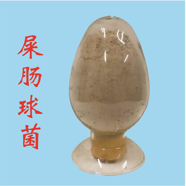 供应恩洋营养性添加剂 屎肠球菌原粉 畜禽水产饲料添加剂厂家直销