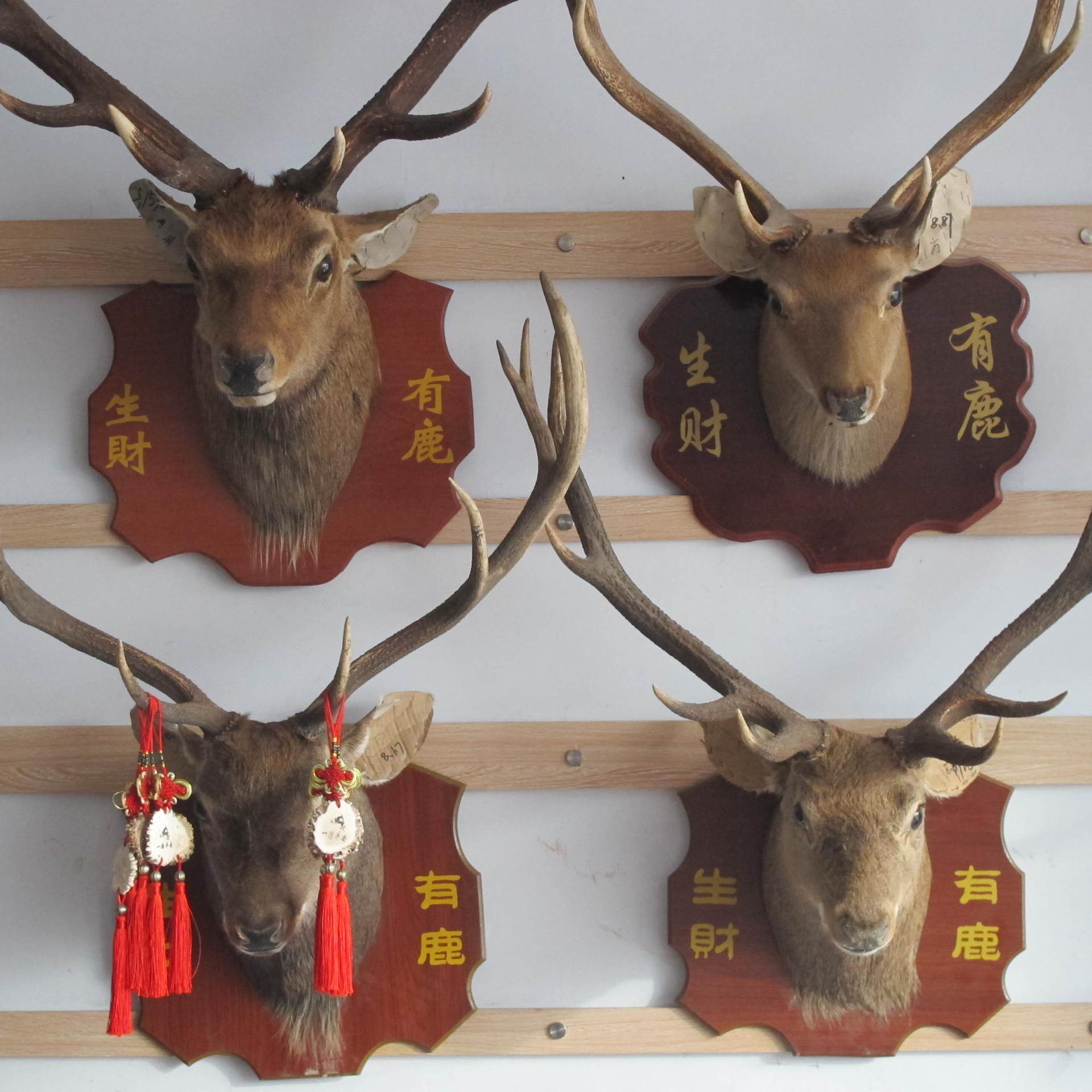 鹿头标本一件代发现货大量供应