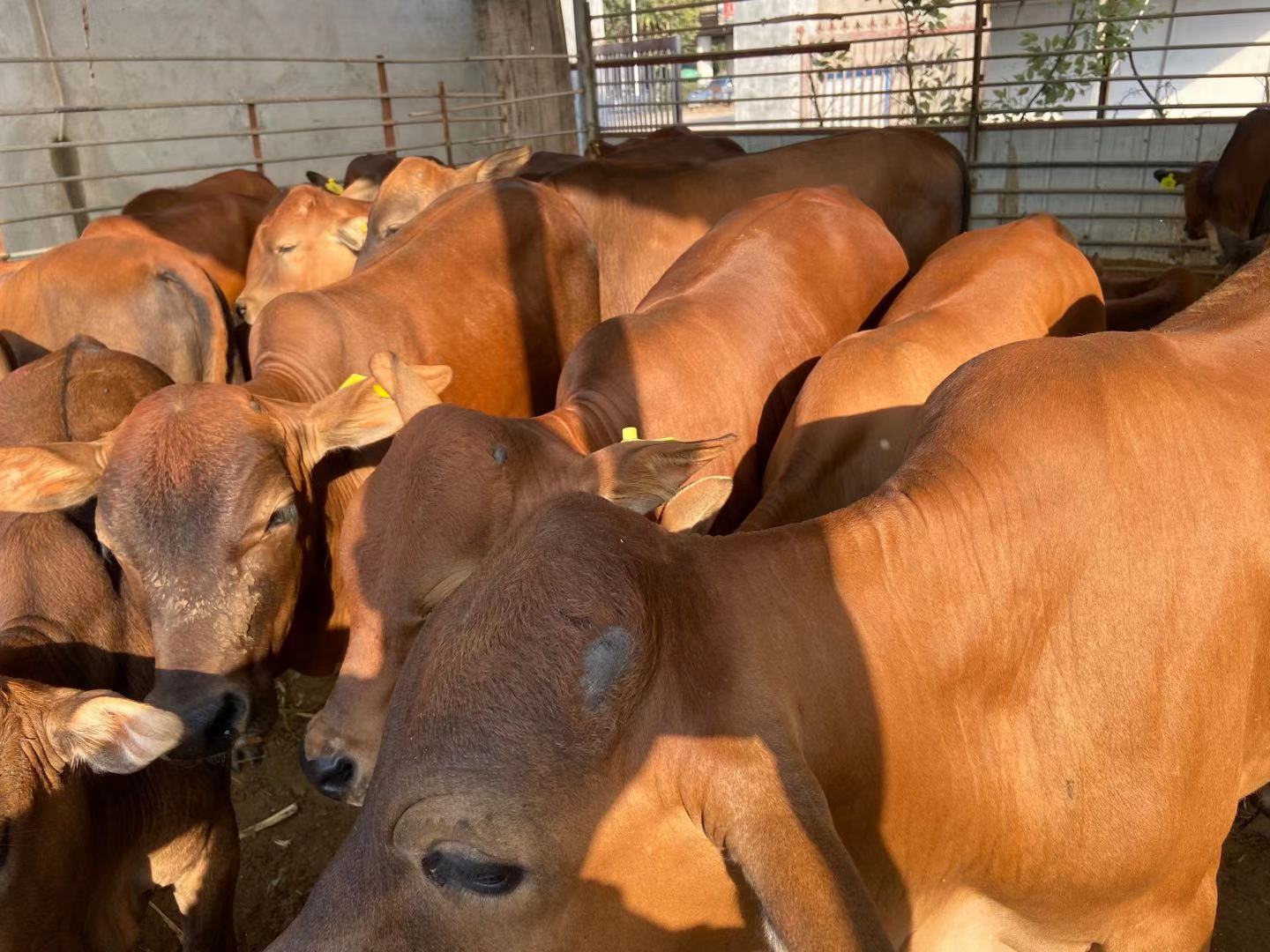 厂家出售活体小牛犊 鲁西黄牛价格好养殖技术专业