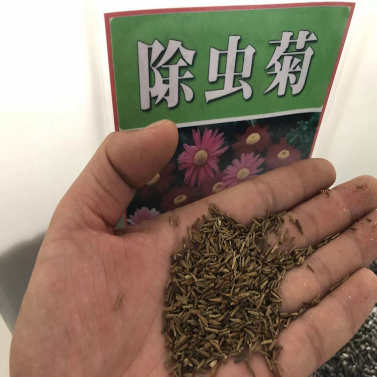 批发草花种子除虫菊种子驱虫菊种子多年生草本植物新种发芽高