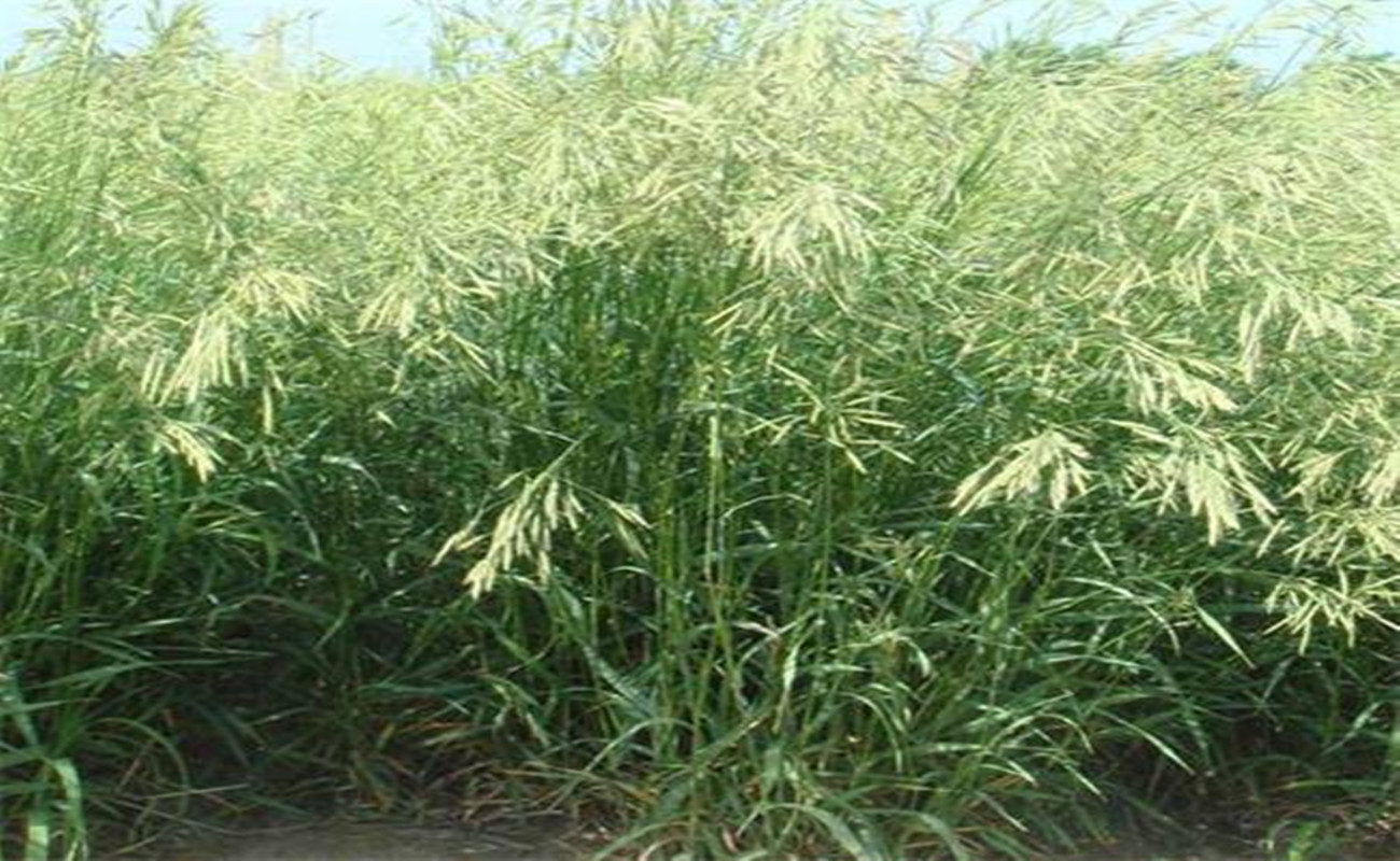 牧草种子无芒雀麦雀麦草种子产量高耐低温优质种籽芽率好量大从优