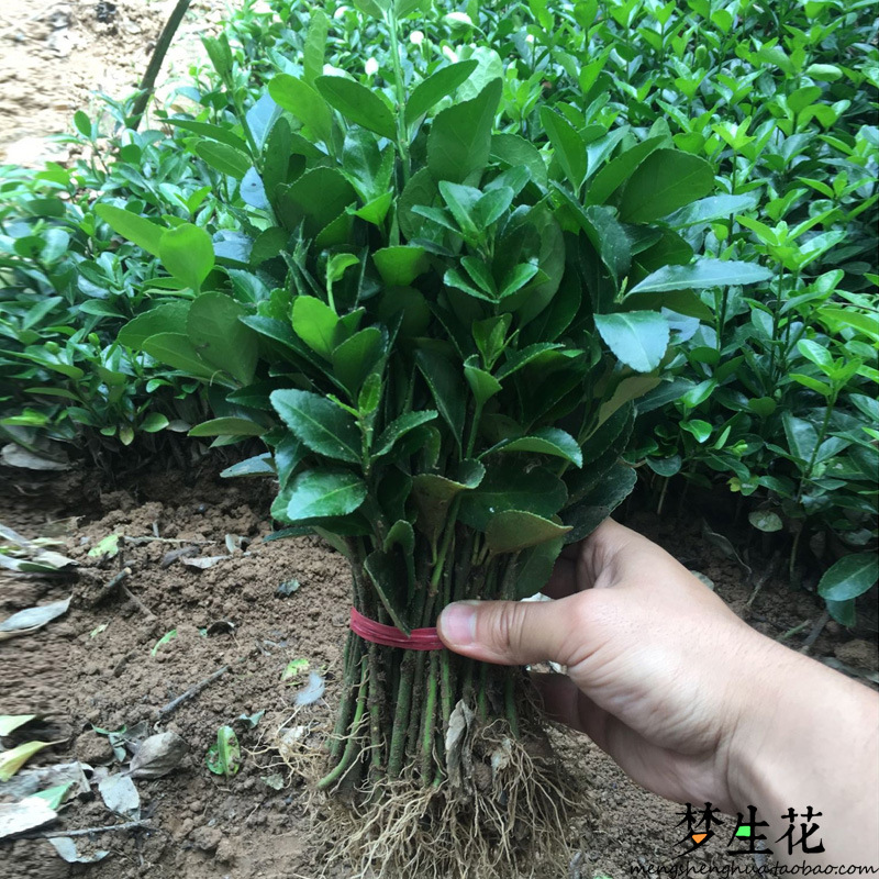 绿化苗木行道树绿篱植物大叶黄杨苗北海道黄杨冬青苗长青