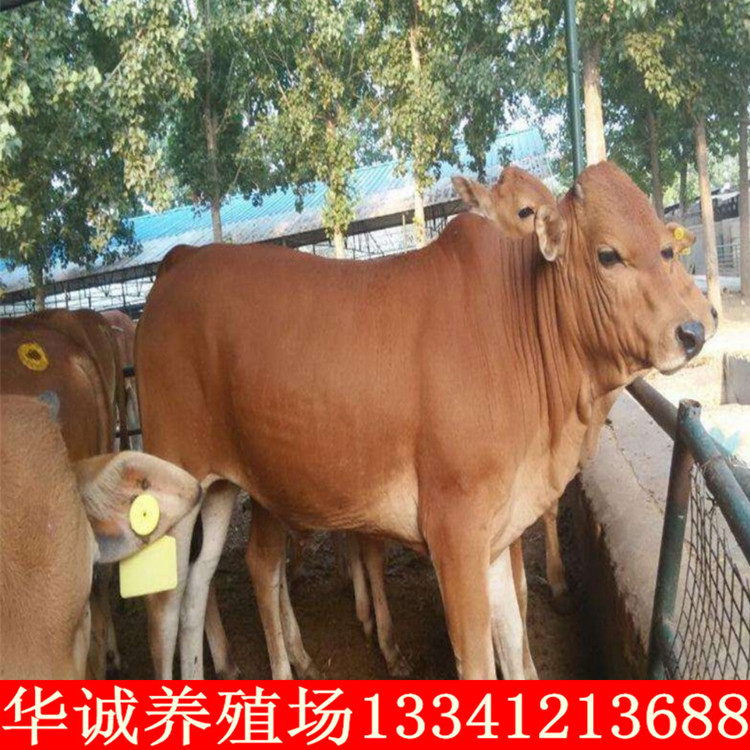 育肥肉牛犊活牛出售贵州养殖肉牛犊多少钱一头改良肉牛鲁西黄牛苗