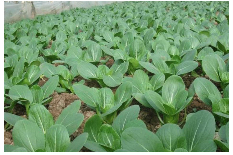 青丰五月慢油菜种子上海青油菜种子鸡毛菜蔬菜种籽小白菜小青菜孑