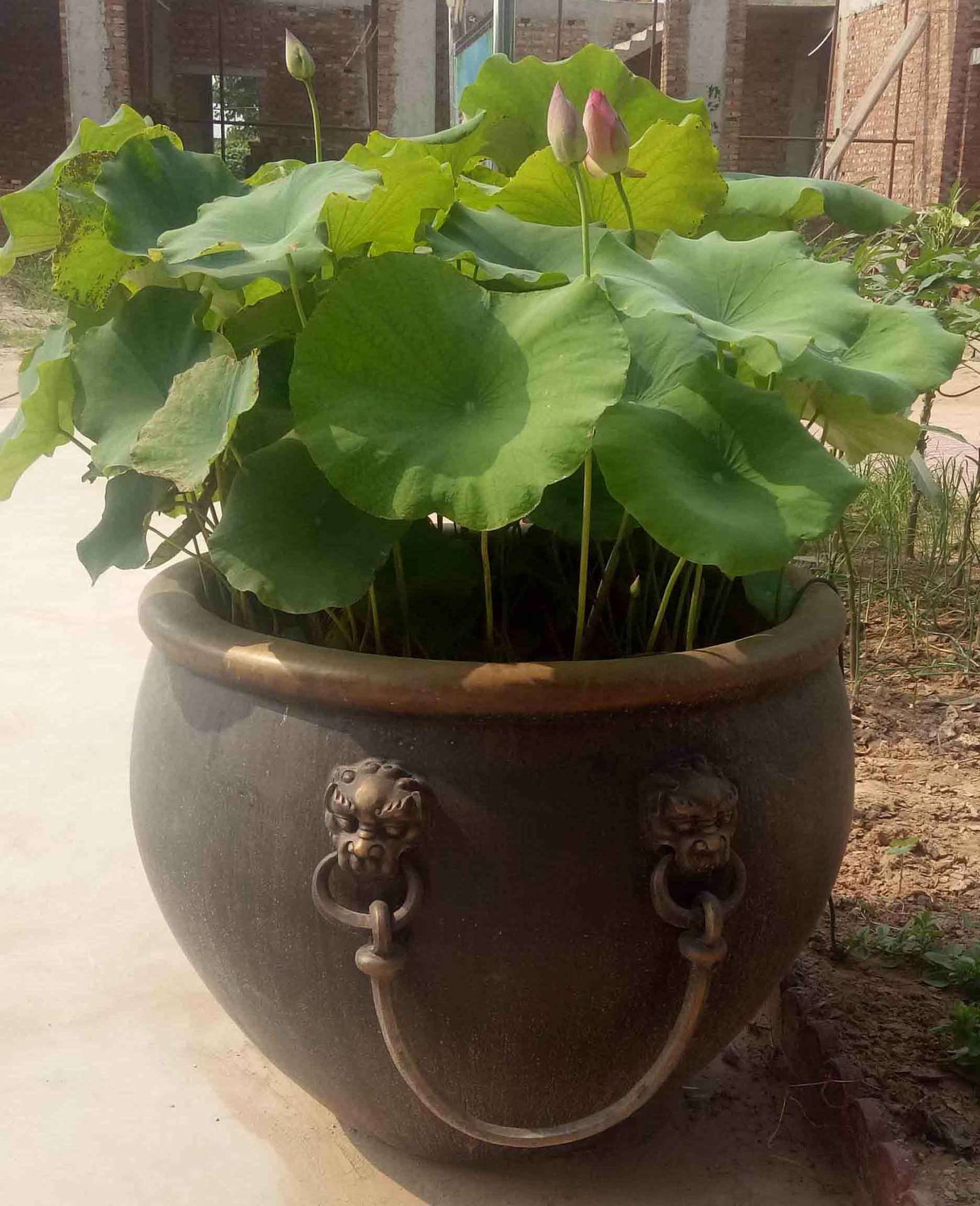 现货供应铜缸 种荷花养鱼太平纯铜 青铜缸雕塑厂家定制铜缸