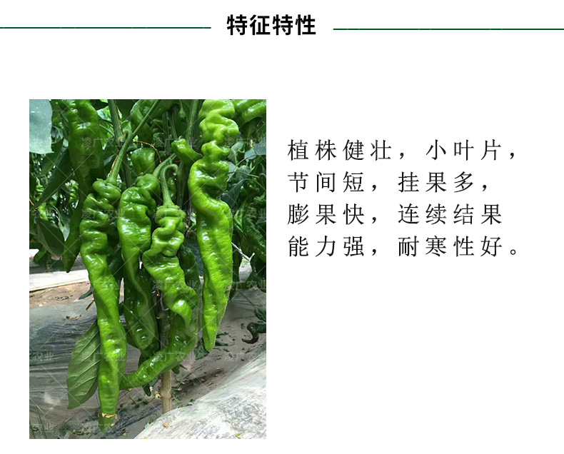 华美105辣椒种子早熟大螺丝椒品种辣椒 羊角形辣椒 批发辣椒种子