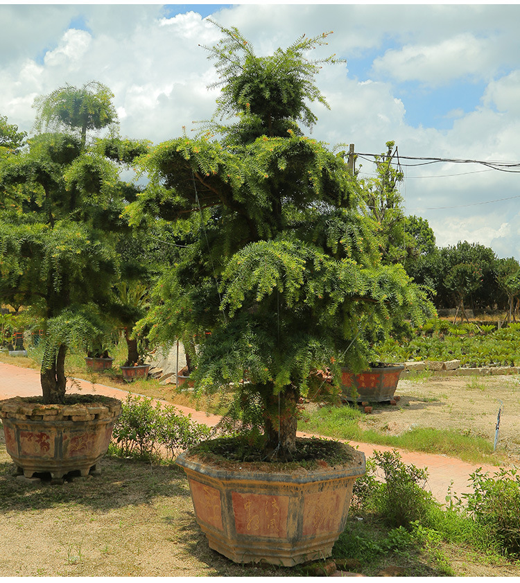 0成交143棵造型杜松树苗种植基地 漳浦马口原产地 供应耐寒杜松园林