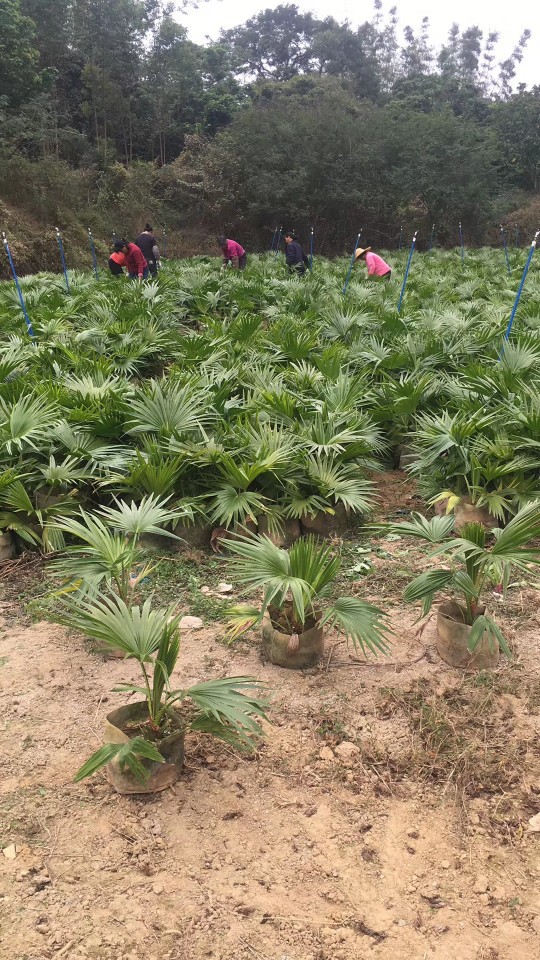903批发供应 小蒲葵 50-70cm高袋苗 棕榈树 容器苗