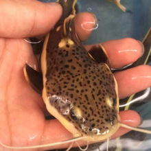 批发淡水观赏招财猫红尾鲶狗子水族鲶鱼苗成品鱼亚马逊鲶量大从优