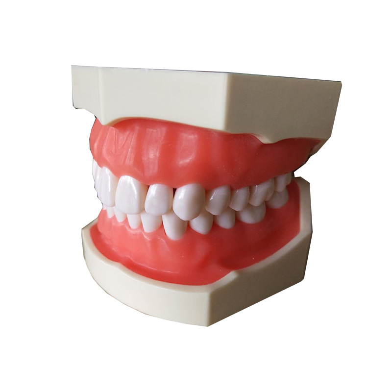 牙科口腔教学模型牙模28牙齿模型可拆卸牙粒软牙龈树