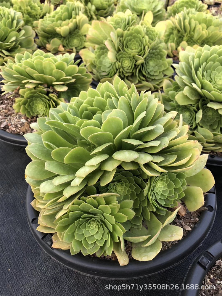 635多肉盆栽品种基地批发 原始翡翠冰大群盆28cm多肉植物-阿里巴巴