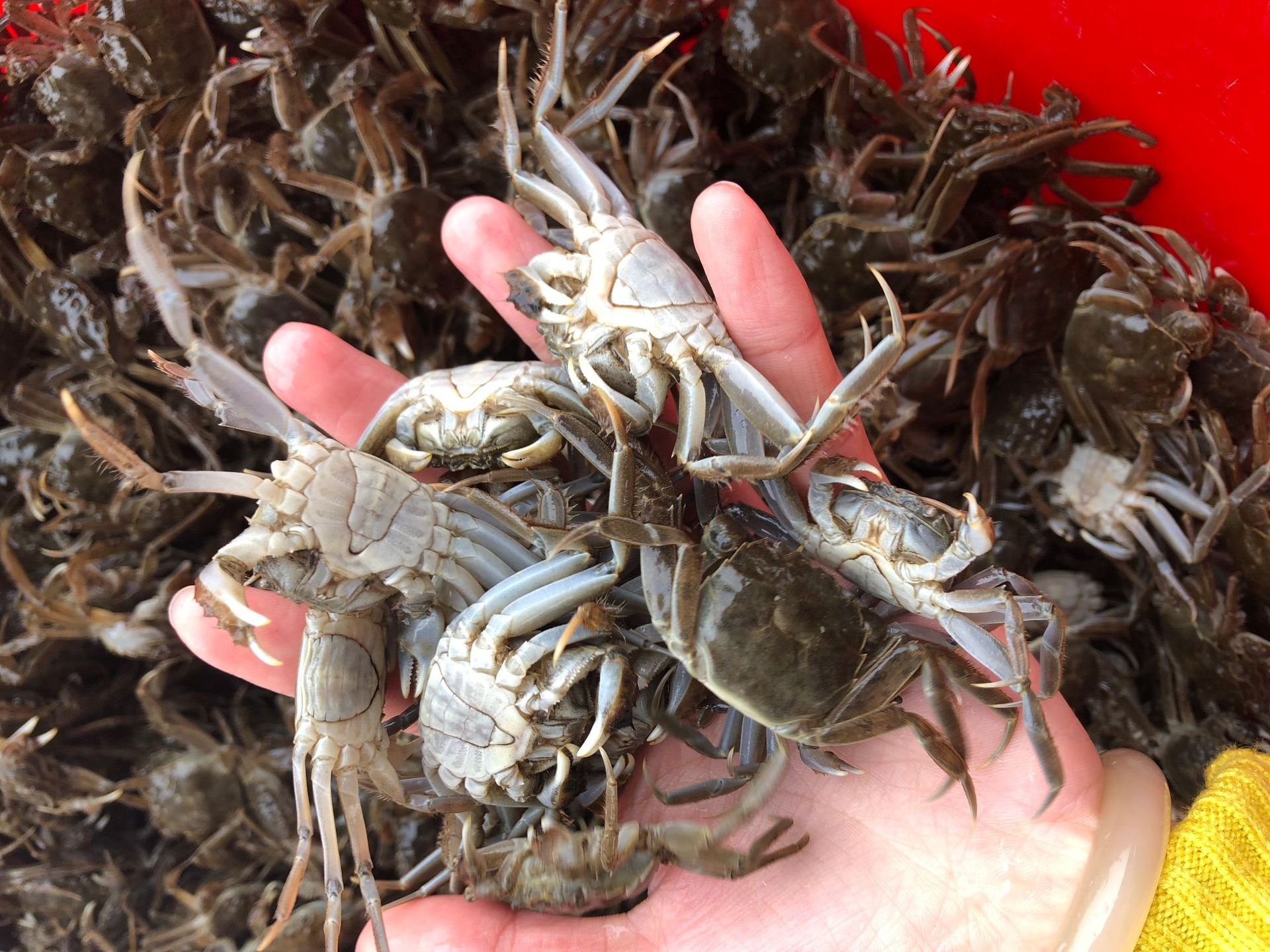 阳澄湖大闸蟹蟹苗活体淡水养殖大闸蟹苗 塘蟹 河蟹苗长江一号蟹苗