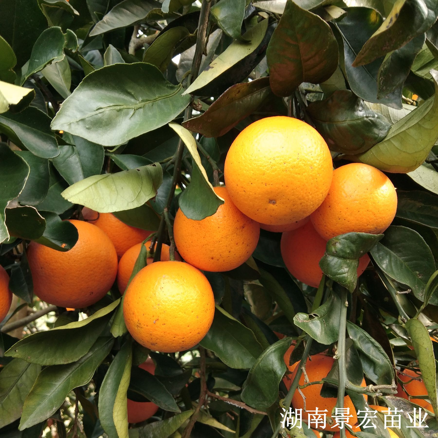 湖南果树果苗麻阳冰糖橙树苗锦蜜冰糖橙苗锦红冰糖橙苗脆甜无核
